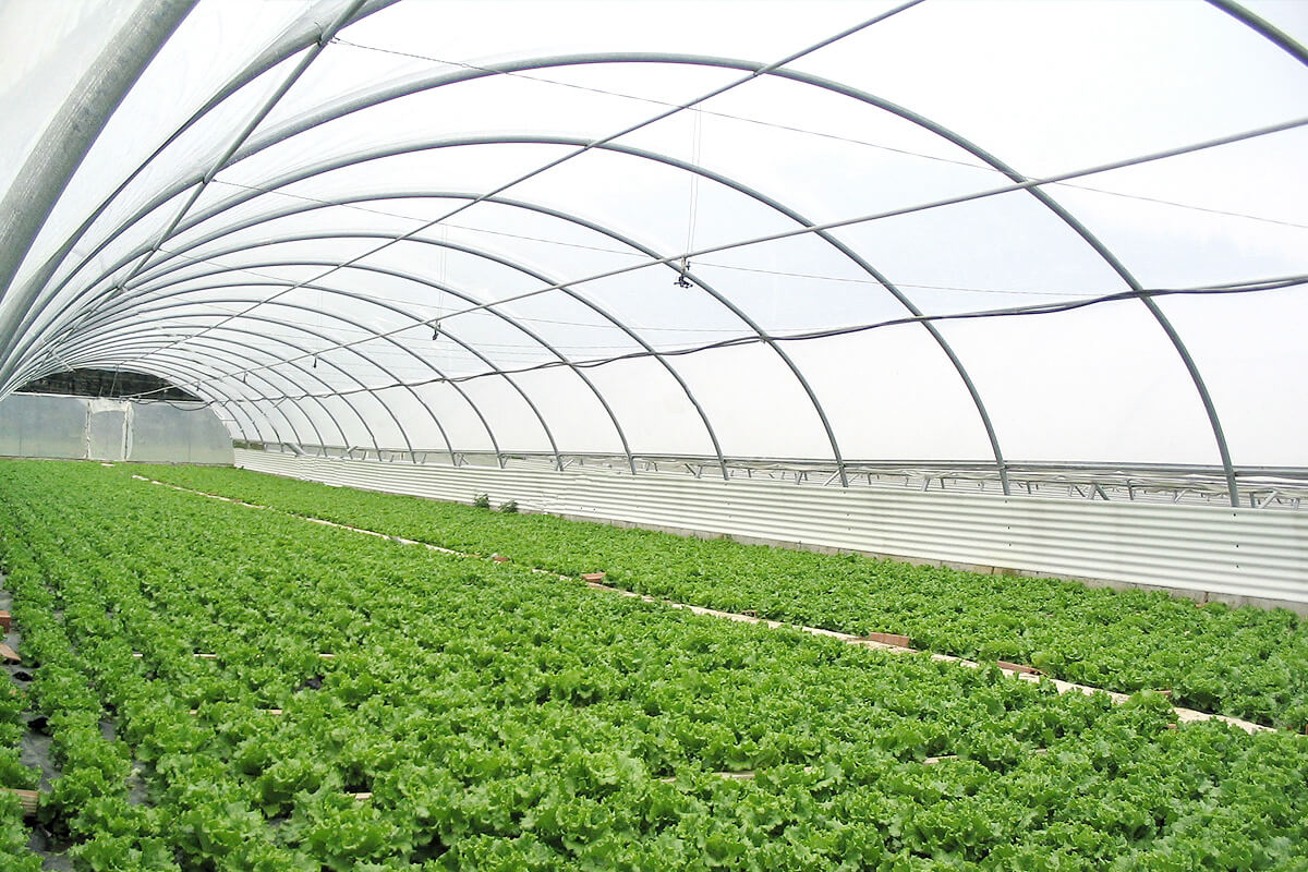 Serre agricole de petite taille pour un projet d’agriculture rentable avec 200 000 DH