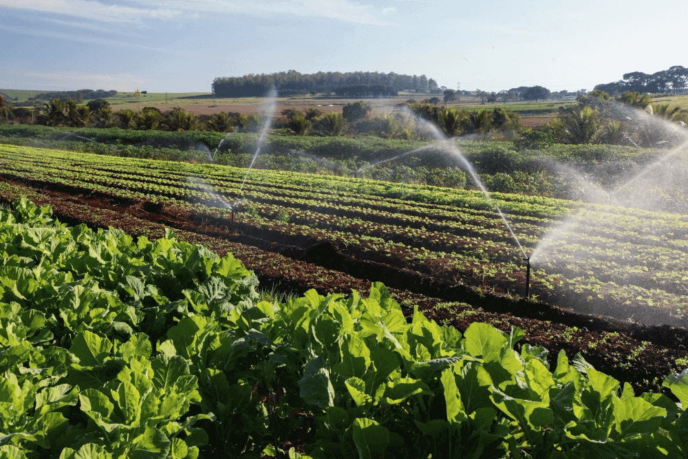 Des champs de plantes médicinales , symboles d’une agriculture bio en plein essor dans les régions marocaines.