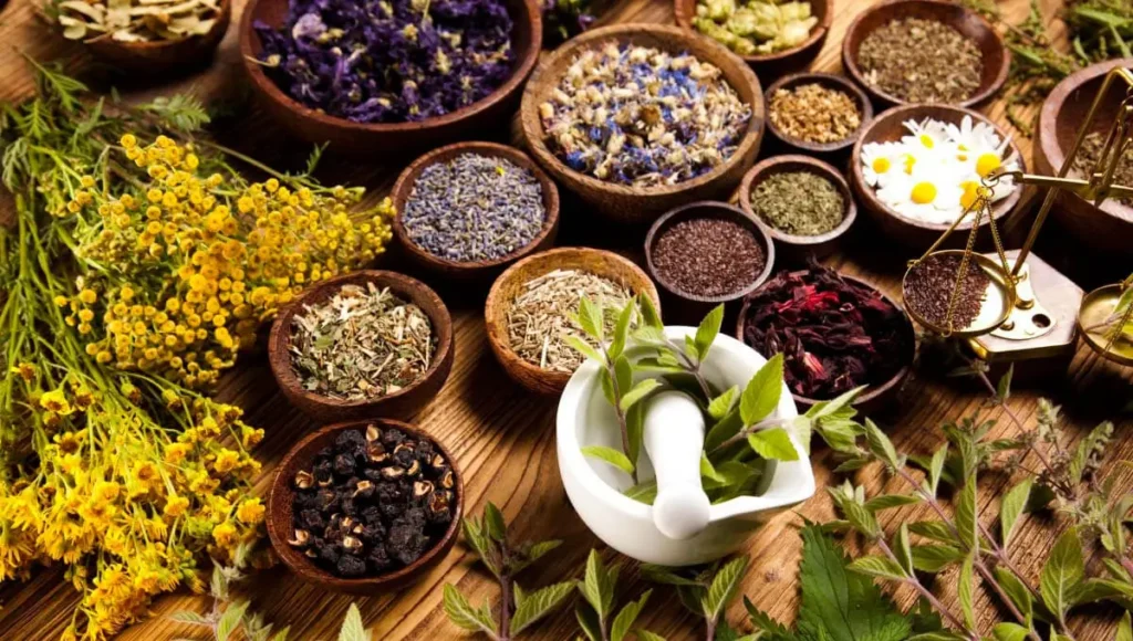 Cultiver des plantes médicinales comme la menthe